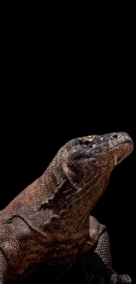 Komodo